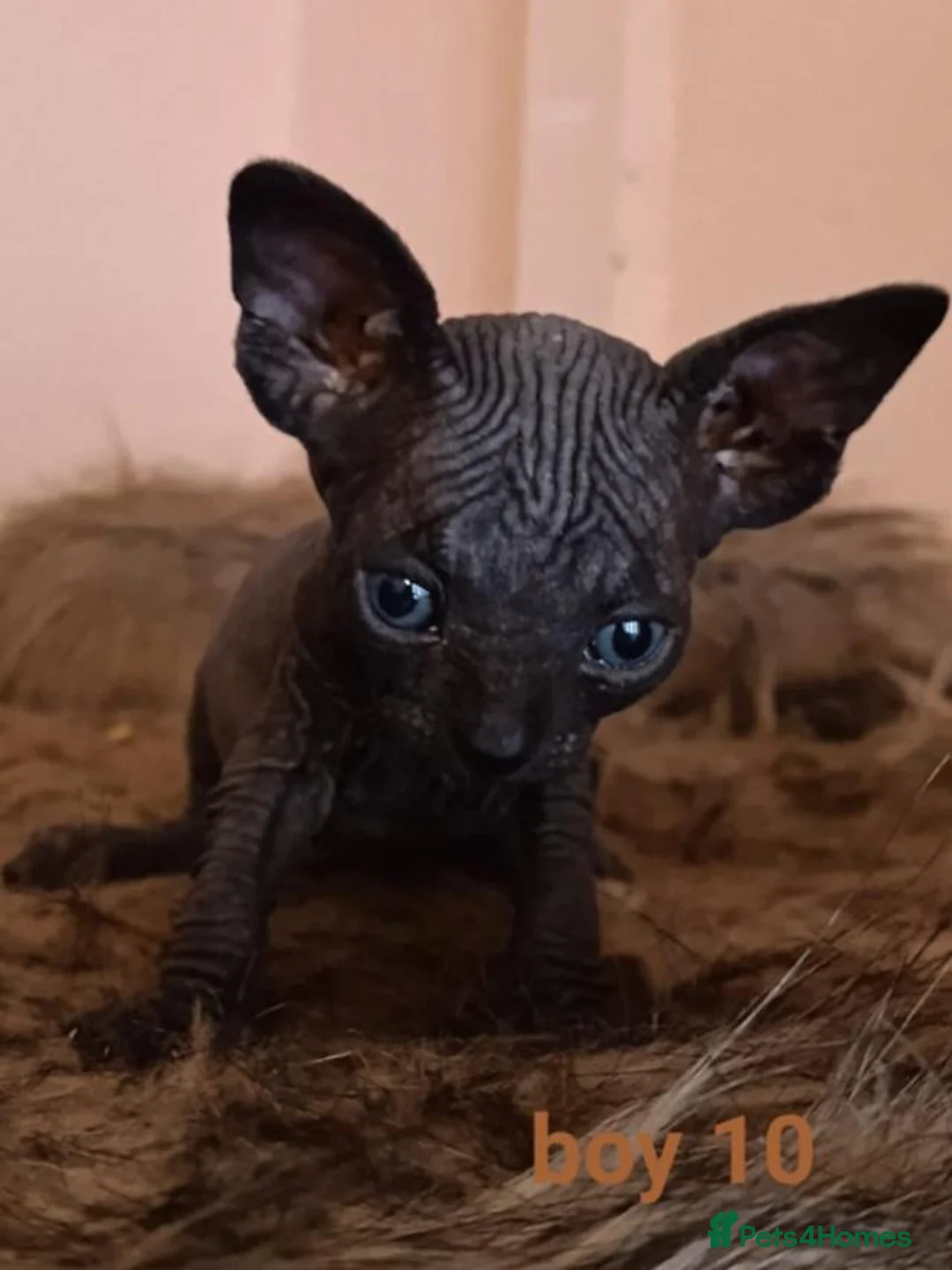 Sphynx cats for sale: Beautiful Sphynx kittens for sale in Leeds - Advert 30