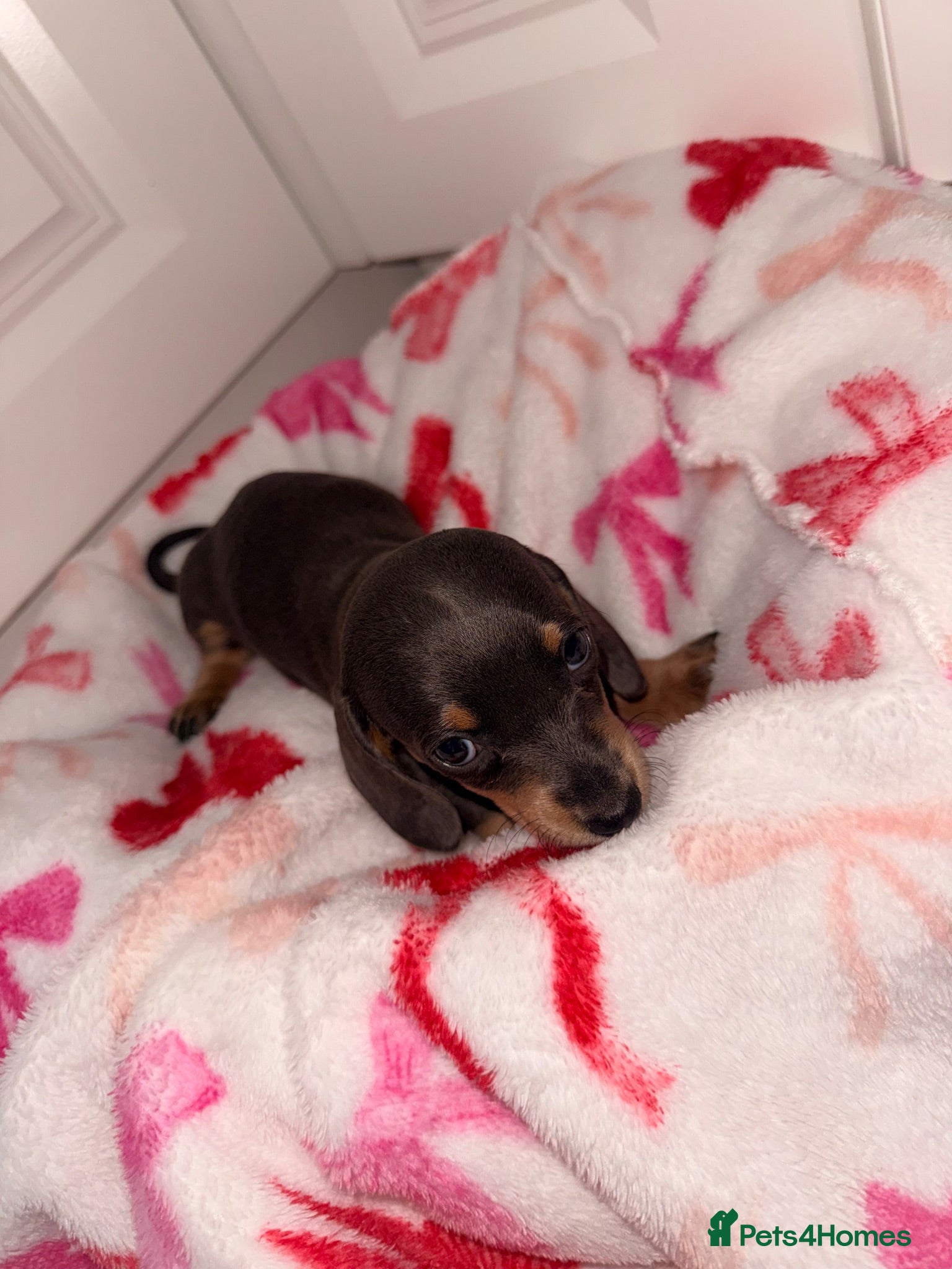 Dachshund dogs 7 Dachshund Puppies Ready for Their Forever Homes - Advert 1
