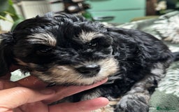 Schnoodle dogs for sale: Miniature Schoodle puppies - Image 23