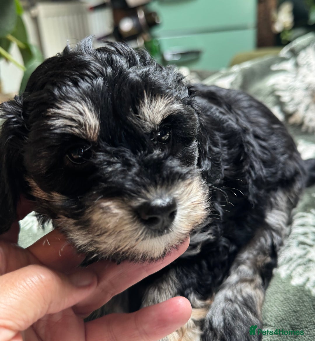 Schnoodle dogs for sale: Miniature Schoodle puppies - Image 23