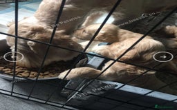 Goldendoodle dogs for sale: F1b Goldendoodle **last pup available ** - Image 4