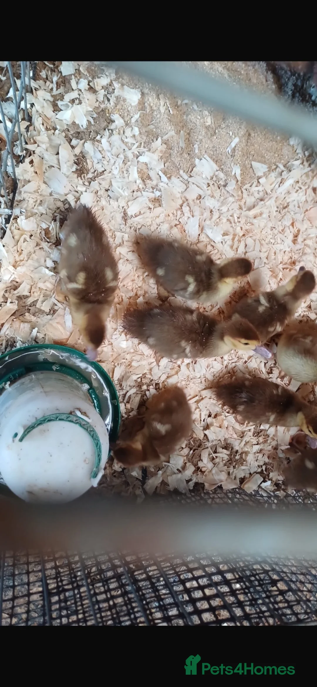 Ducks poultry for sale: Chocolate mascovy ducks in Gloucester - Advert 6