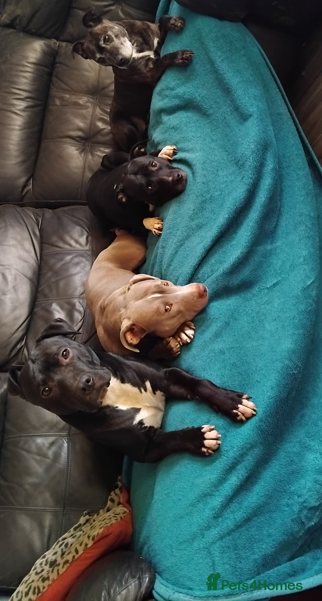 Staffordshire Bull Terrier dogs Male staffy - Advert 1