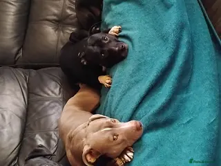 Staffordshire Bull Terrier dogs Male staffy - Advert 1