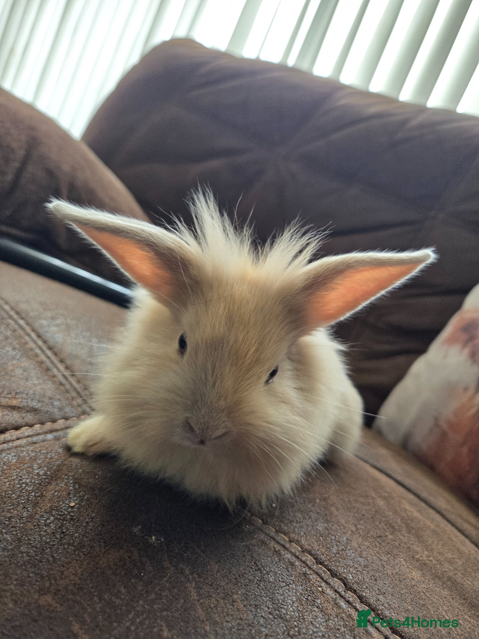 Mini Lion Lop rabbits ❗️£150 for 2 ❗️ONLY 4 LEFT !! GORGEOUS BUNS🐰 ❤️ - Advert 1
