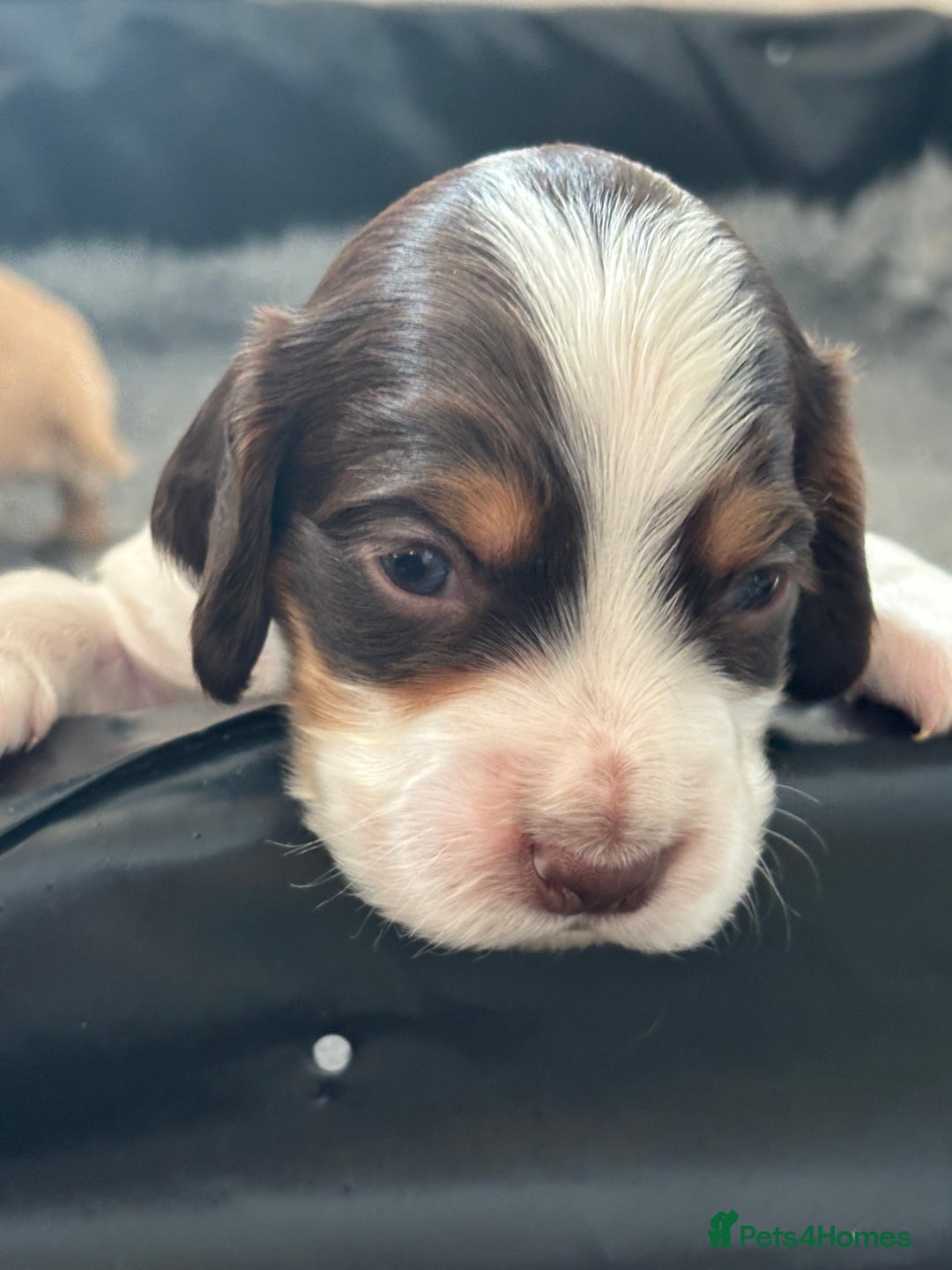 Cocker Spaniel dogs for sale: 5 beautiful working cocker spaniels 3 boys 2 girls - Image 20