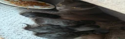 Mixed Breed cats for sale: 5 fluffy black kittens for sale  - Advert 3