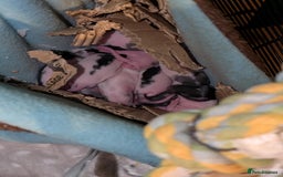 Rat rodents for sale: Baby rats for sale  - Image 3