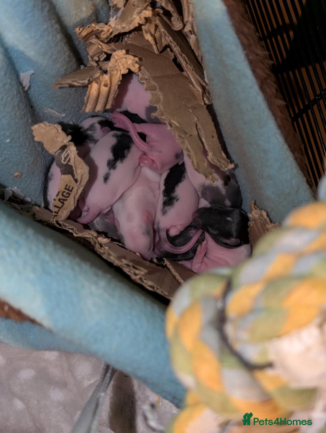 Rat rodents for sale: Baby rats for sale  - Image 3