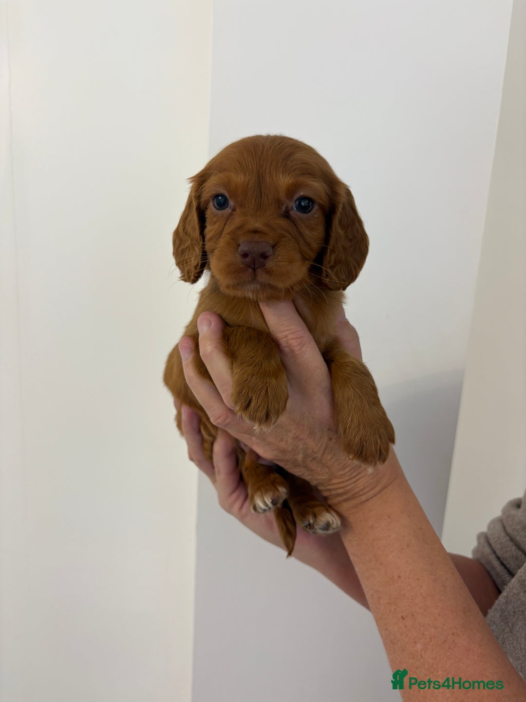 Cocker Spaniel dogs for sale: Gorgeous KC cocker spaniel puppies  - Advert 10
