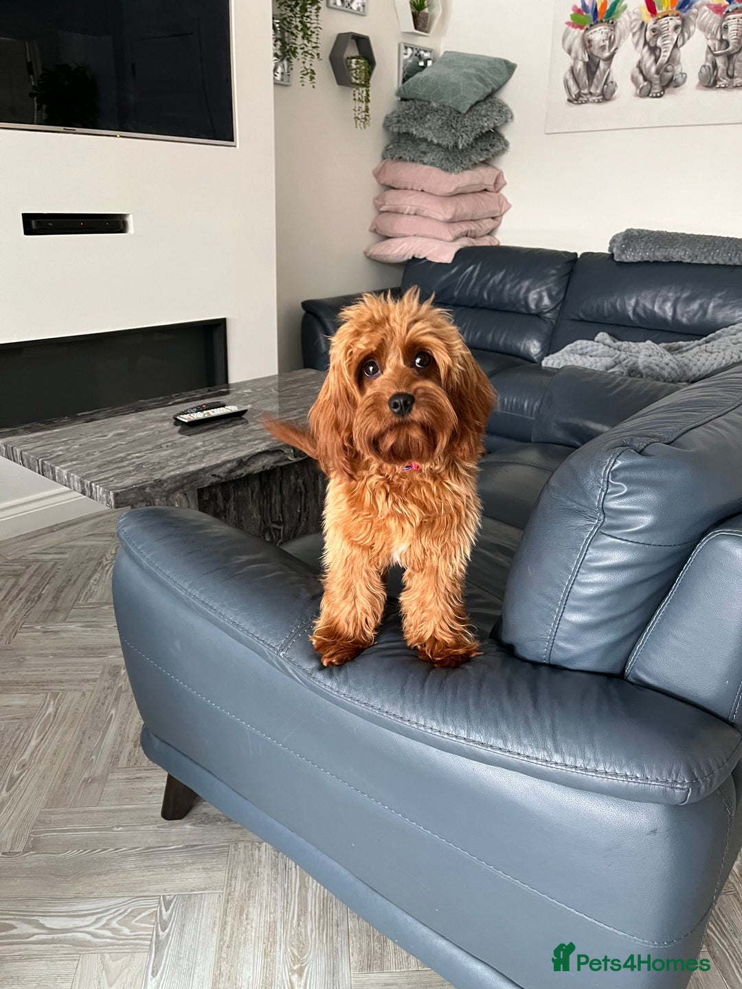 Cavapoo dogs for sale: 5⭐️⭐️⭐️⭐️⭐️F1b Curly Teddy Cavapoo’s DNA/heart  - Image 23