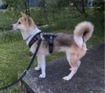 Akita dogs 15 week old male akita for sale  - Advert 1