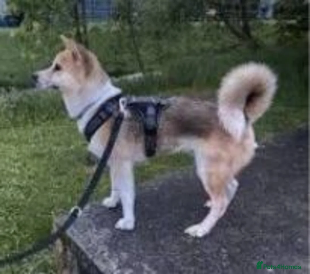 Akita dogs for sale: 15 week old male akita for sale  - Advert 1