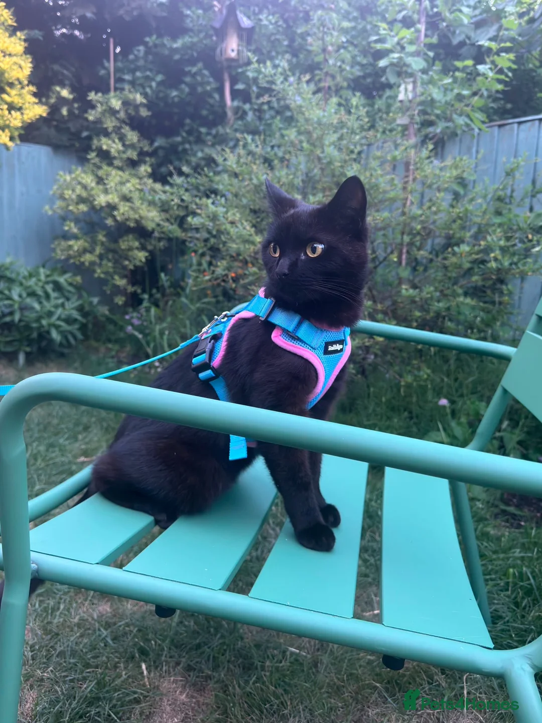 Mixed Breed cats for sale: Friendly, healthy young Milo seeking loving home - Advert 1