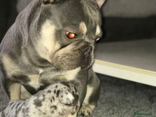 French Bulldog dogs Lilac and tan French bulldog package deal in Basildon - Advert 21