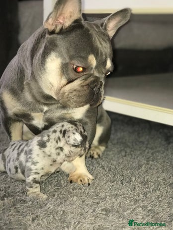 French Bulldog dogs in Basildon - Advert 5
