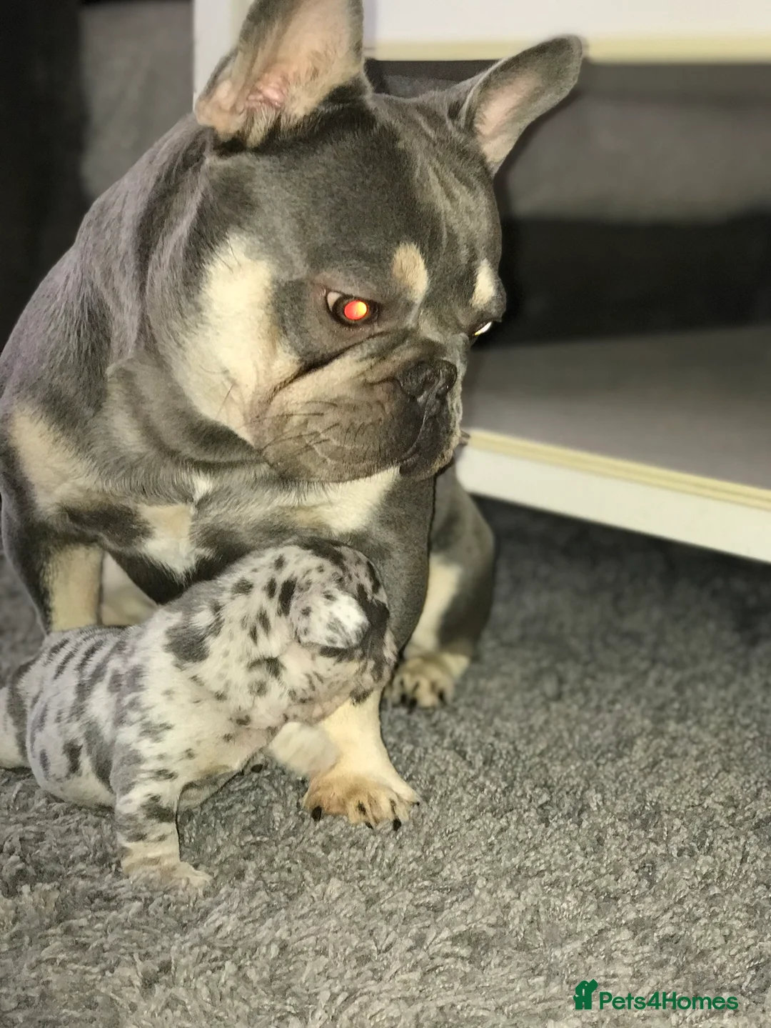 French Bulldog dogs for stud: Lilac and tan French bulldog package deal  in Basildon - Advert 1