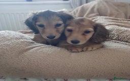 Dachshund dogs for sale: Miniature dachshunds - Image 5