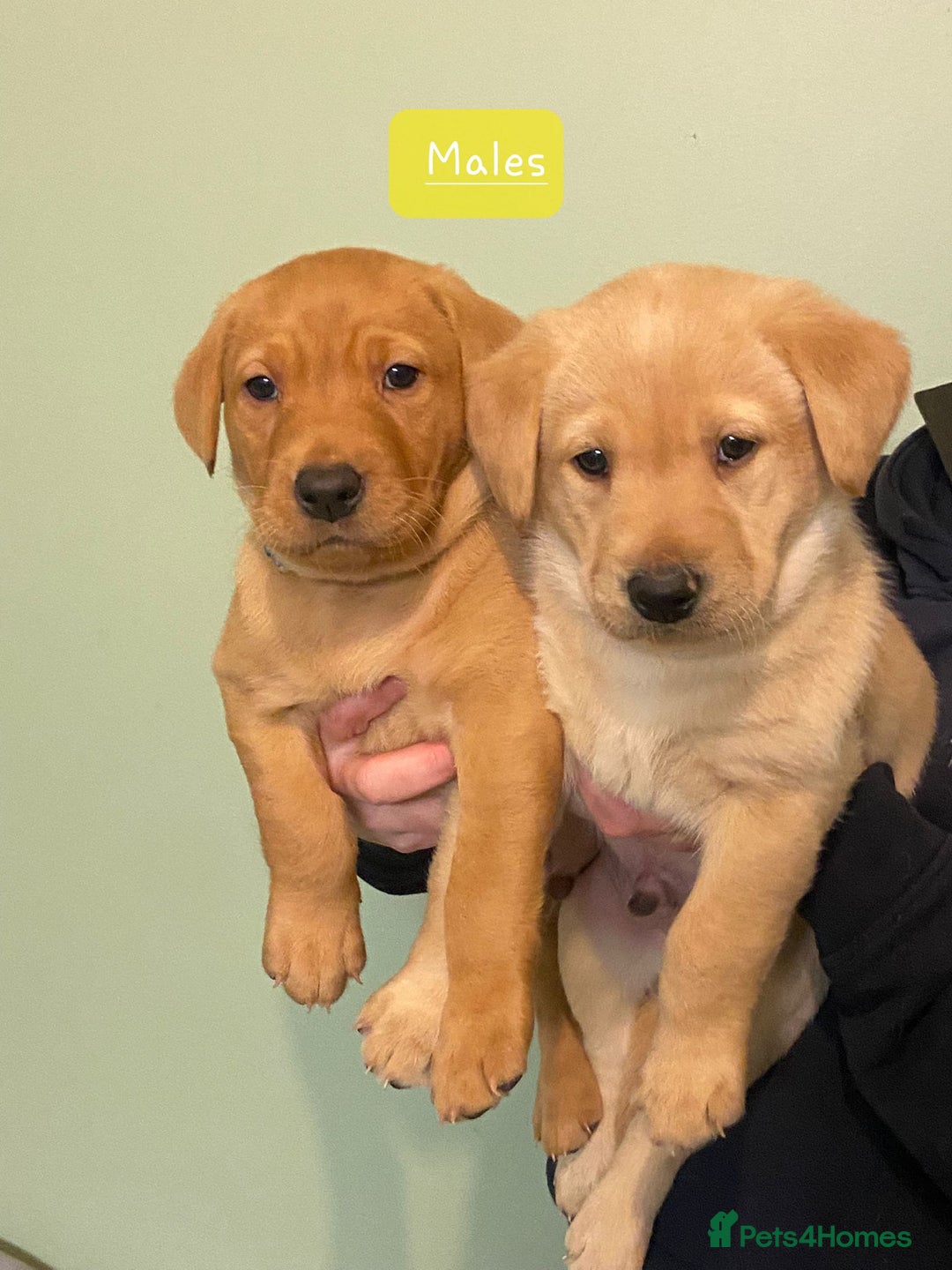 Labrador Retriever dogs for sale:  Labrador Puppies  - Advert 2