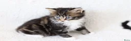 Mixed Breed cats for sale: Meet Our Beautiful Kittens! 🐾 - Advert 18