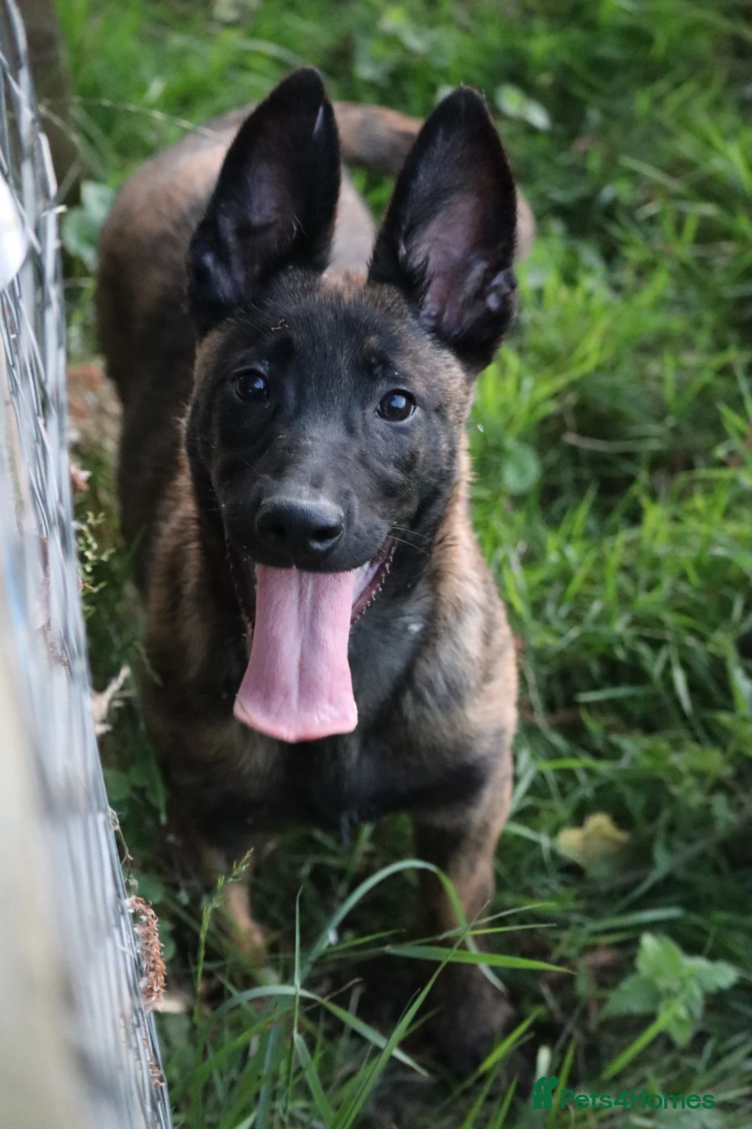 Belgian Shepherd Dog dogs for sale: Pups from world champion CHANCE - Advert 1