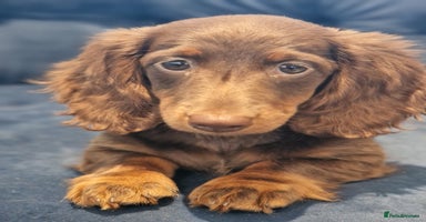 Miniature Dachshund dogs - Advert 8