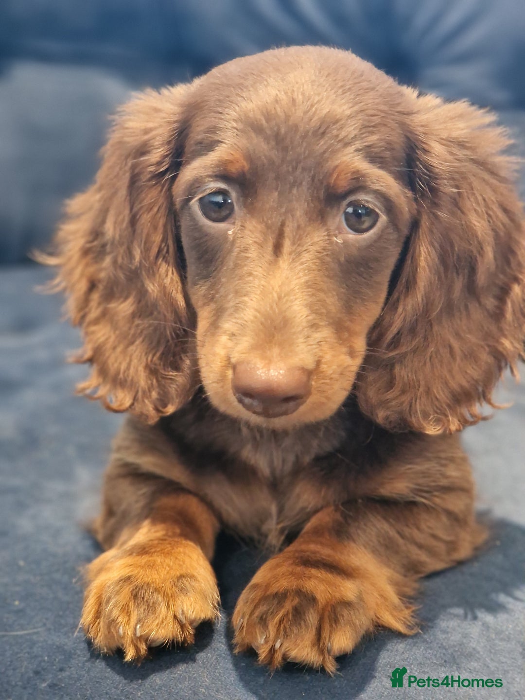 Miniature Dachshund dogs for sale: Cream Mini longhair Dachshund - Image 3