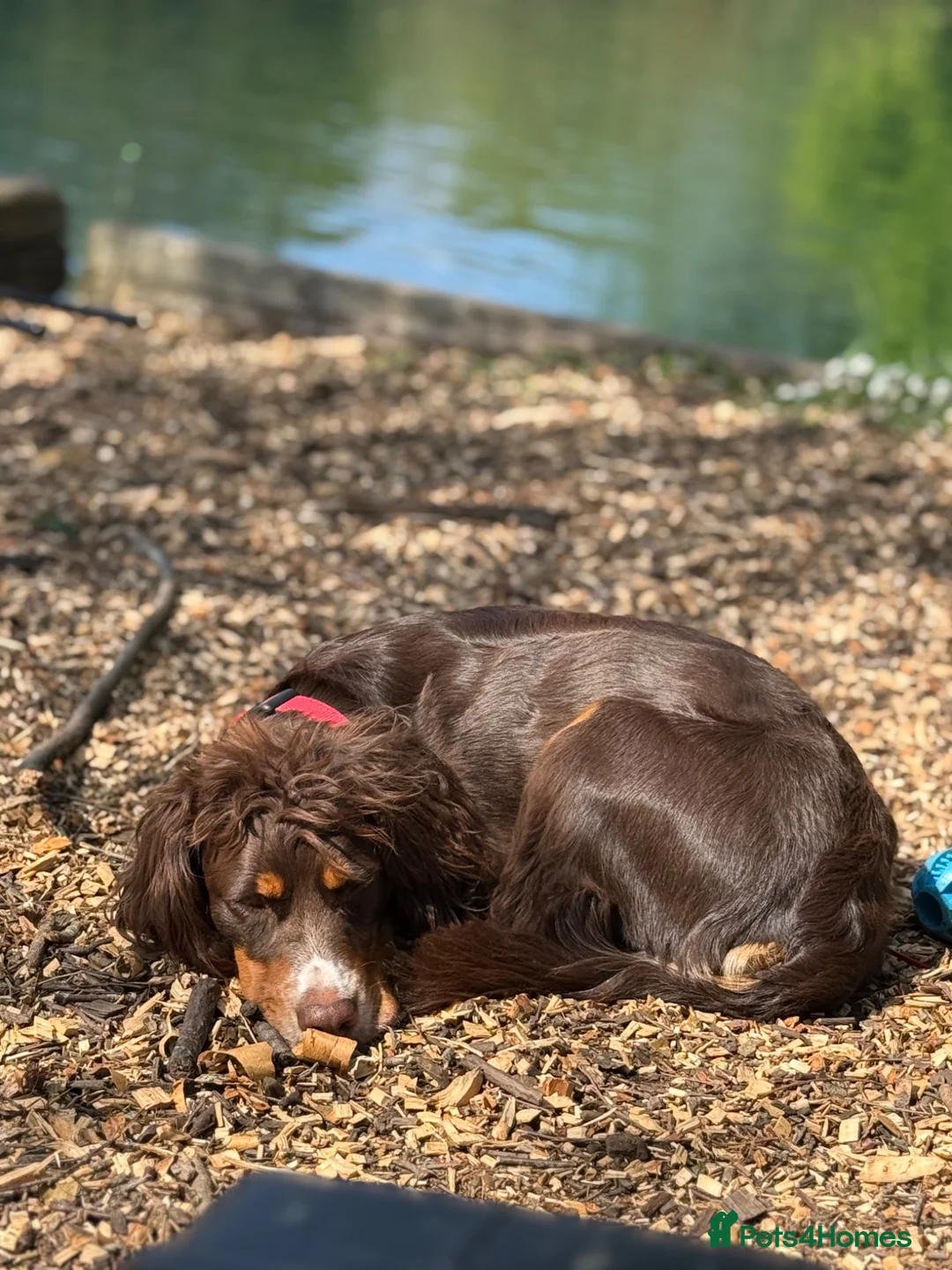 Cocker Spaniel dogs for sale: Max 1 year old cocker spaniel - Advert 5