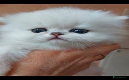Persian cats for sale: Italian Persian chinchilla kittens♥️🐾 - Image 26
