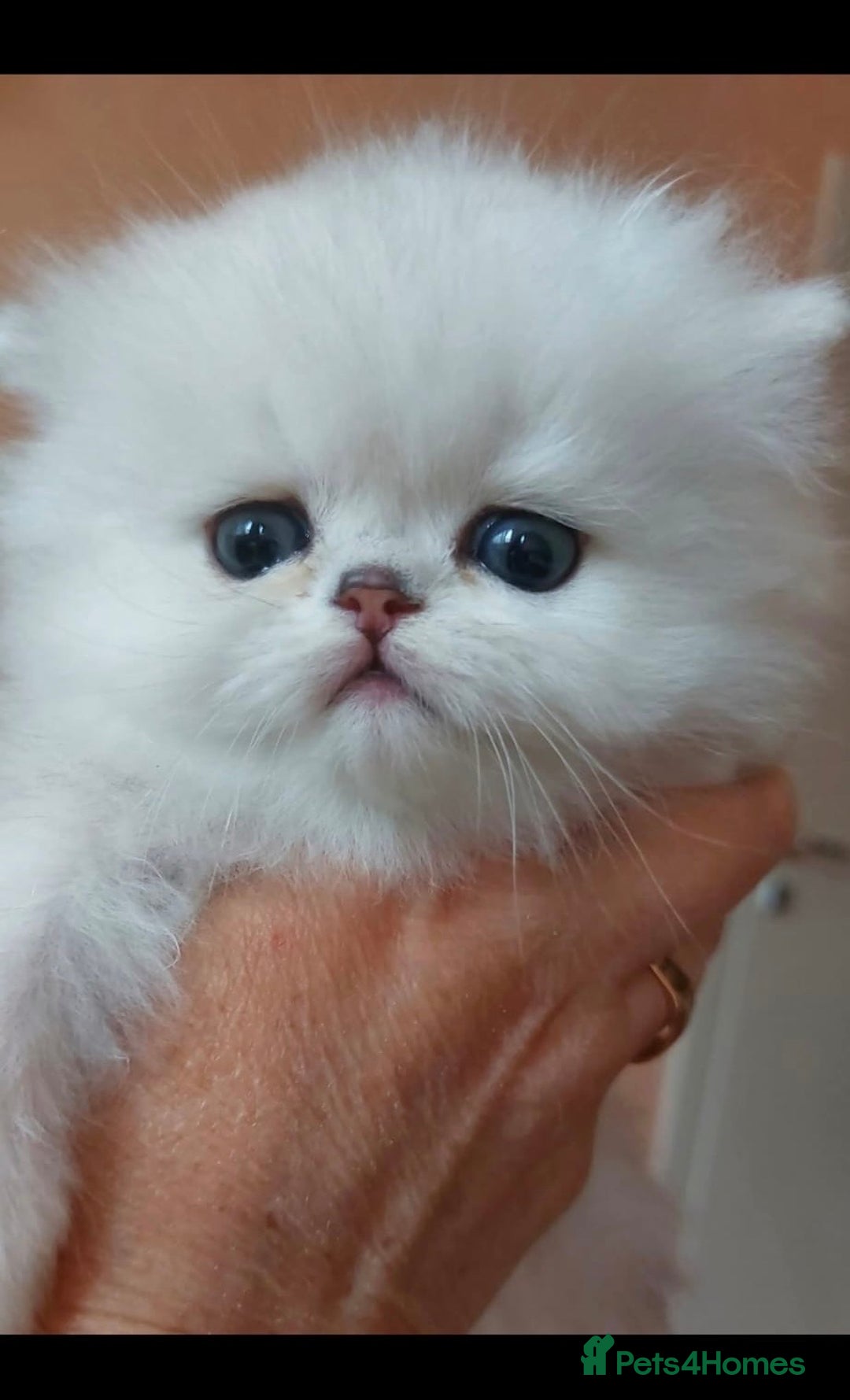 Persian cats for sale: Italian Persian chinchilla kittens♥️🐾 - Image 26