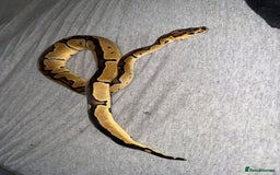 Python Snake reptiles for sale: Ball Python – Looking for a Loving New Home 🐍 - Image 2