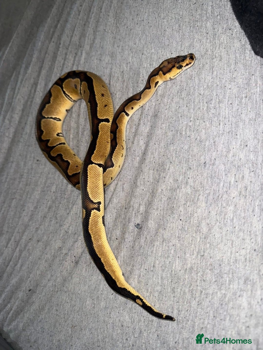 Python Snake reptiles for sale: Ball Python – Looking for a Loving New Home 🐍 - Image 2