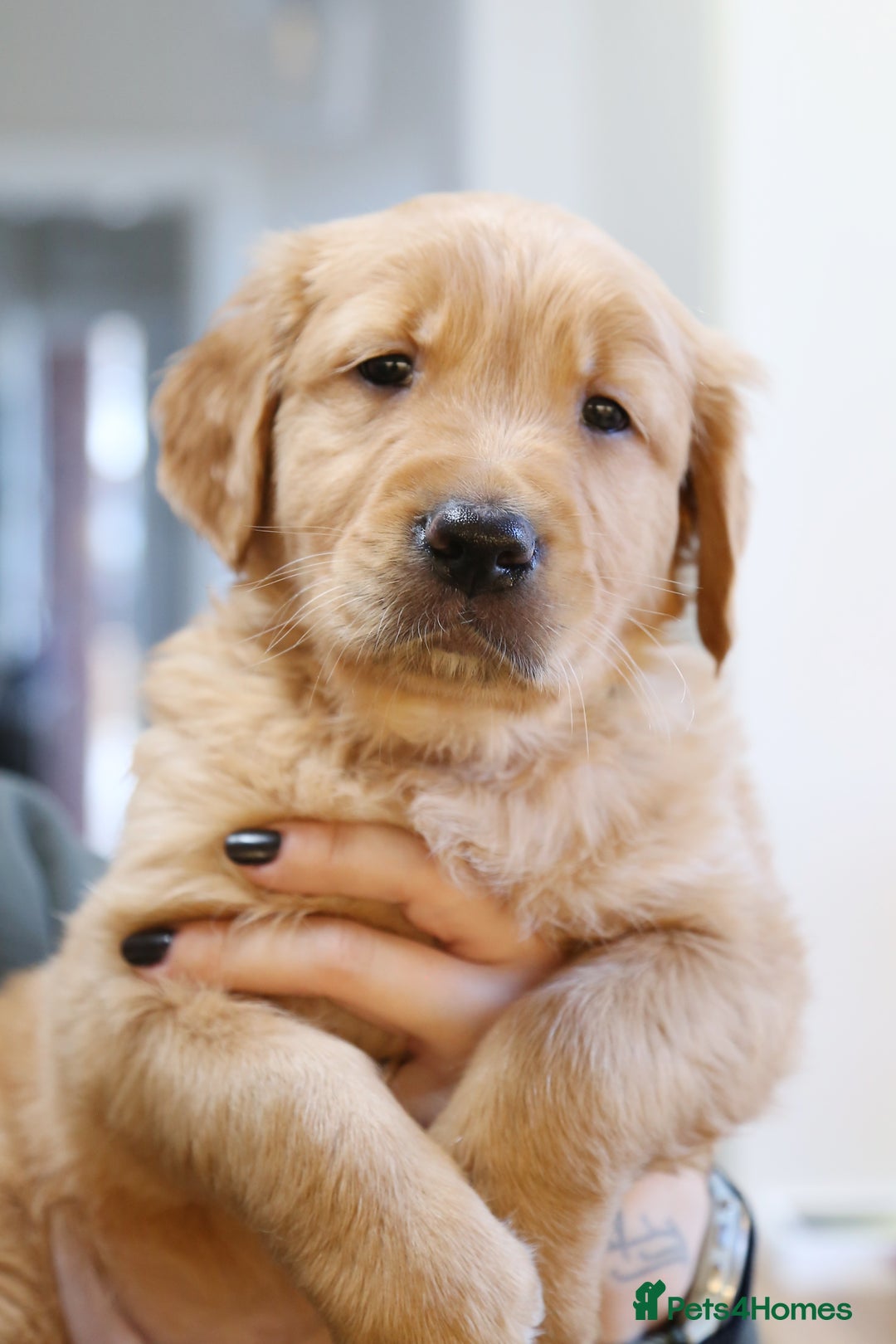 Golden Retriever dogs for sale: KC Registered Championship Line Golden Retrievers - Advert 29