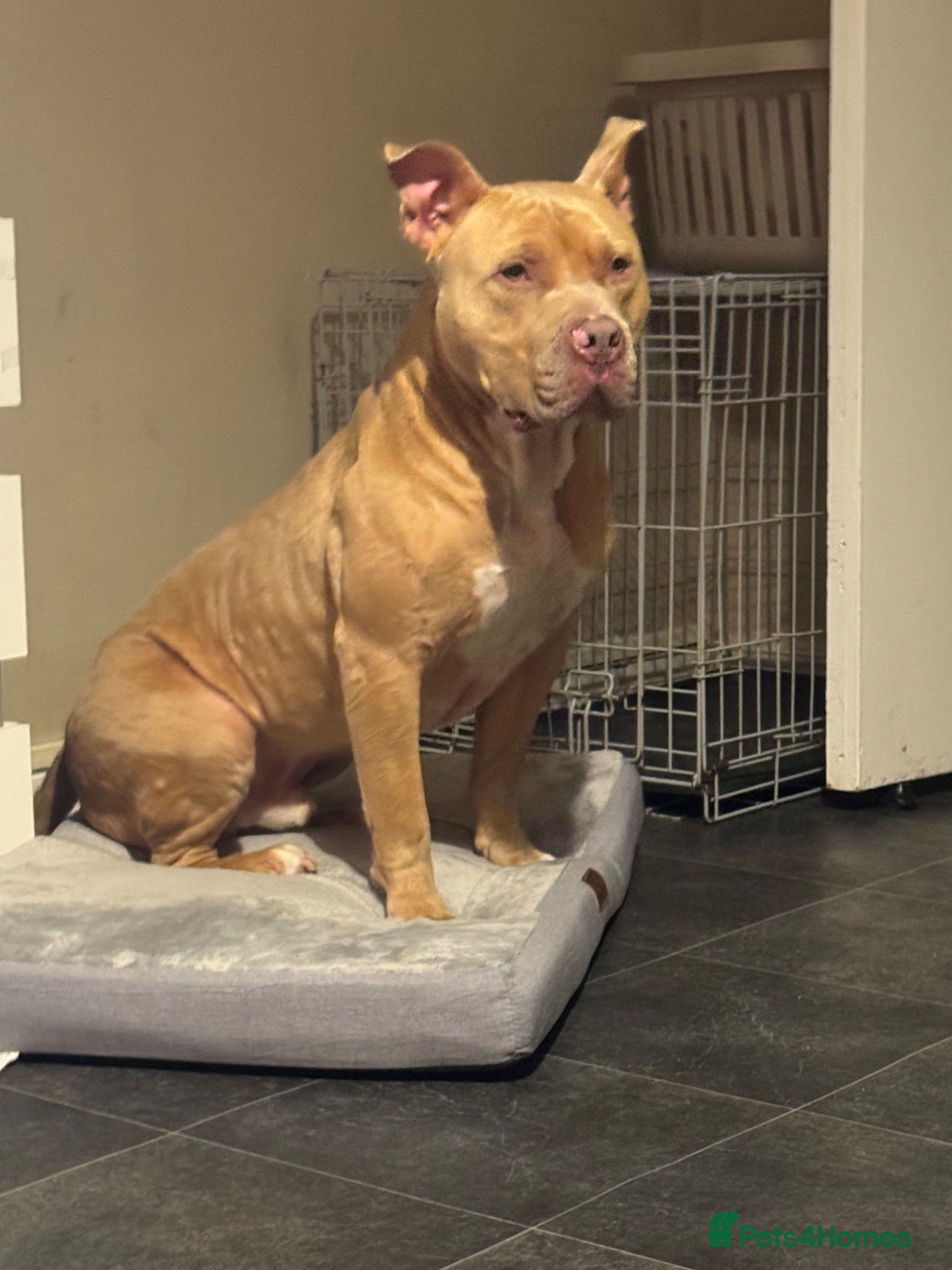 American Bully dogs Urgently needs to rehome due to moving  - Advert 1