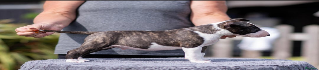 Bull Terrier Puppy 2