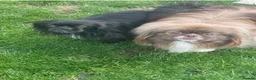Pekingese dogs for sale: Pekingese  - Advert 10