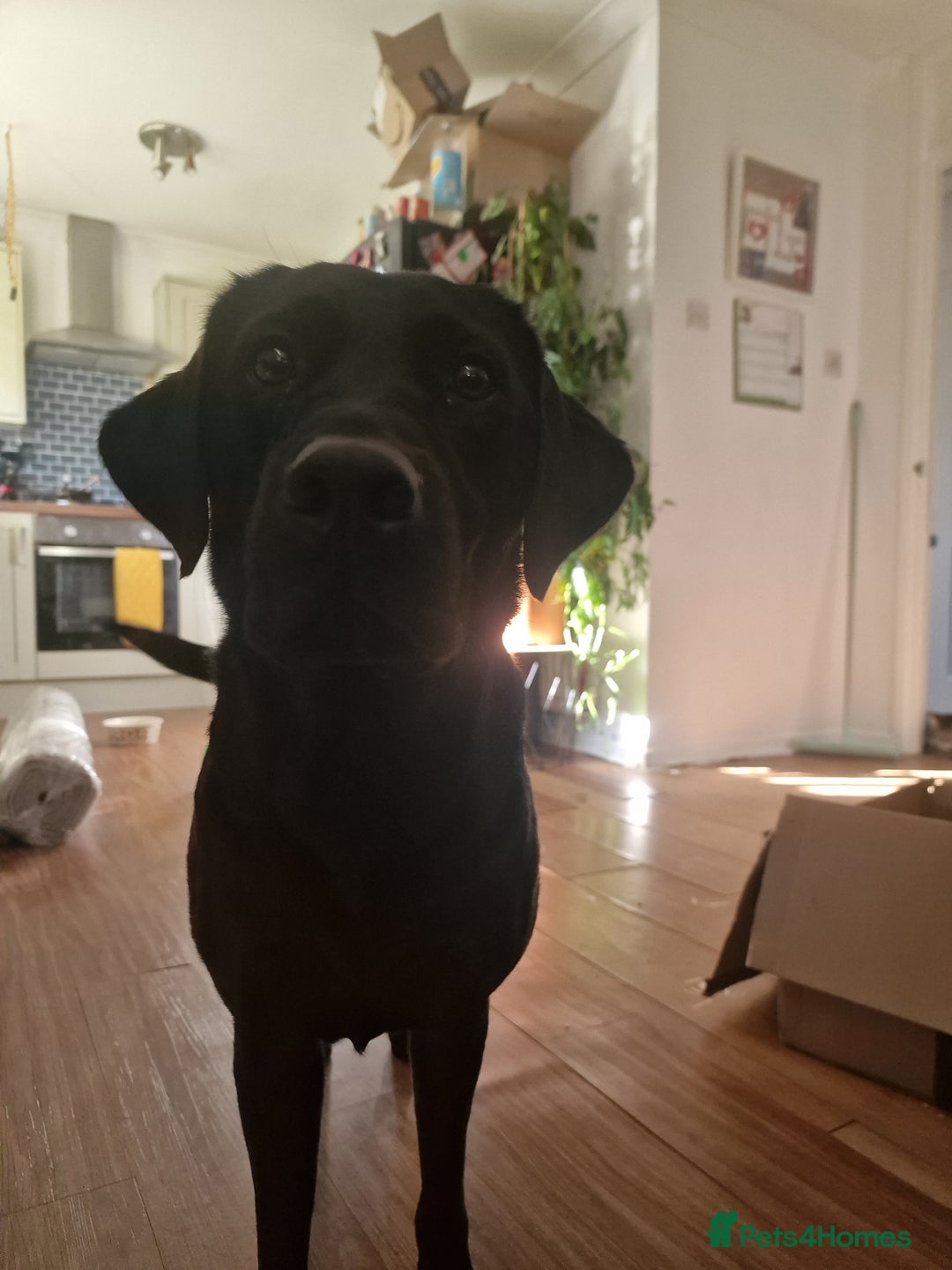 Labrador Retriever dogs for sale: Working Labrador puppies - Image 8