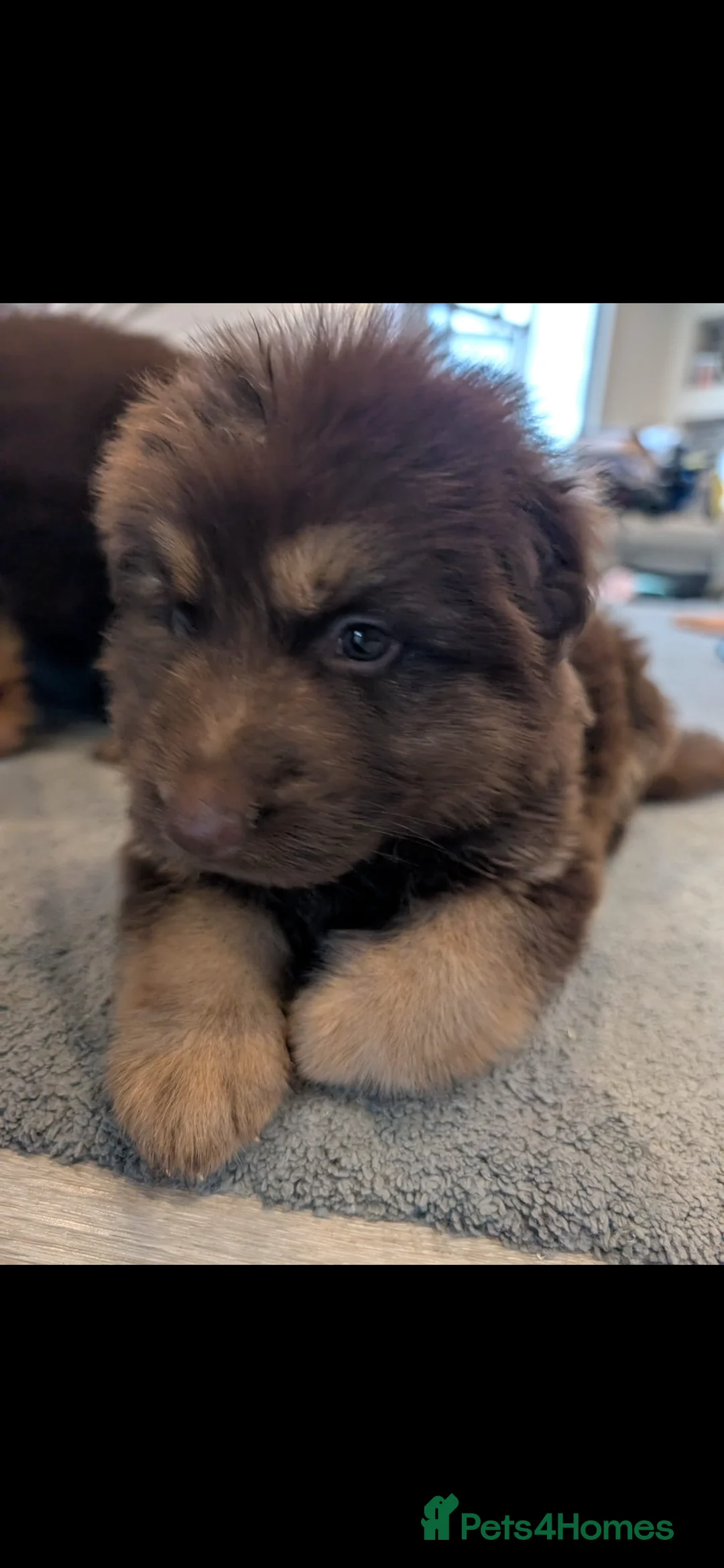 German Shepherd dogs for sale: Beautiful long haired German Shepherd puppies - Advert 2