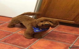 Cavapoo dogs for sale: Top class Extensively tested F1b Toy Cavapoo in Brough - Image 10
