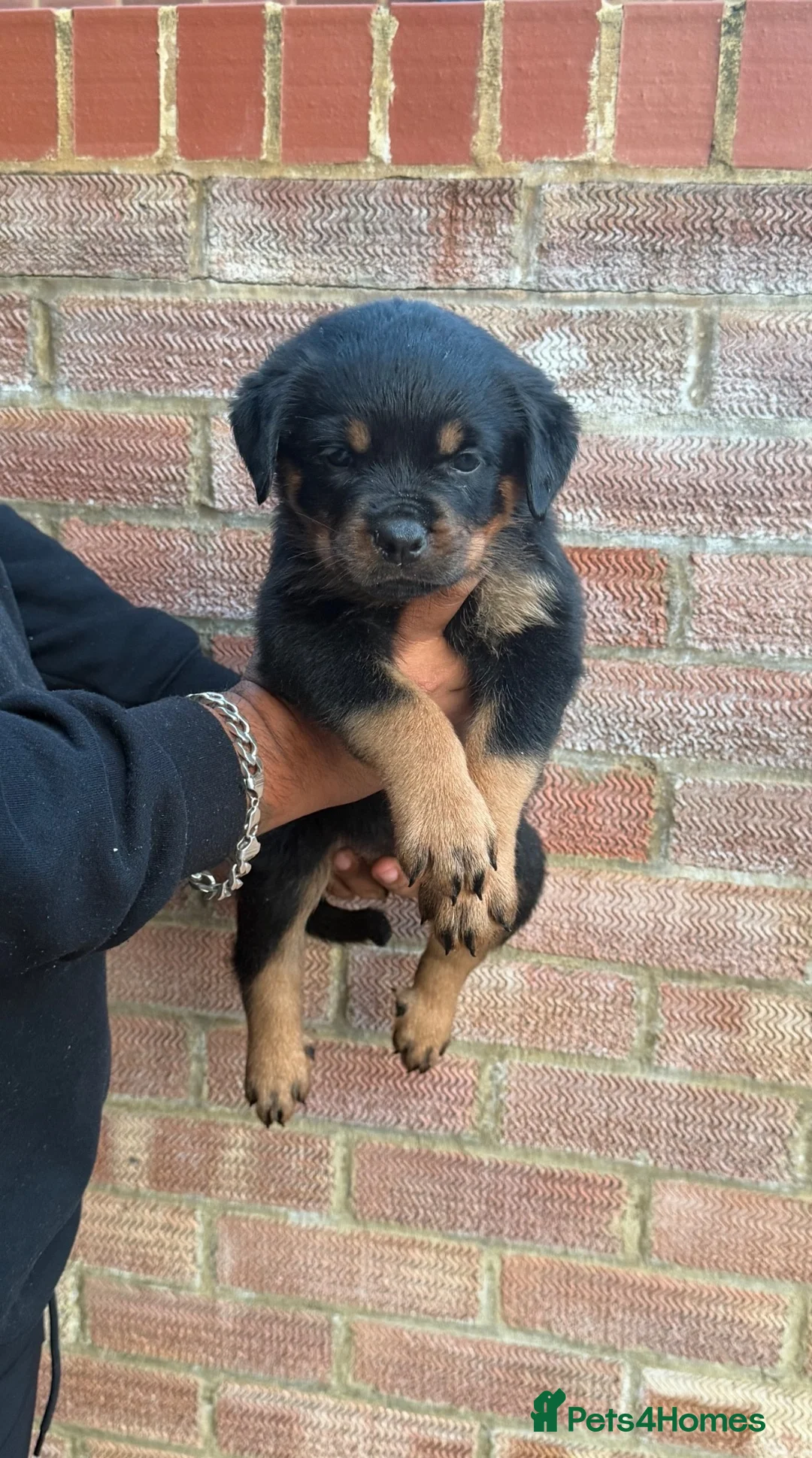 Rottweiler dogs for sale: Pure German Rottweiler Puppies For Sale - Advert 6