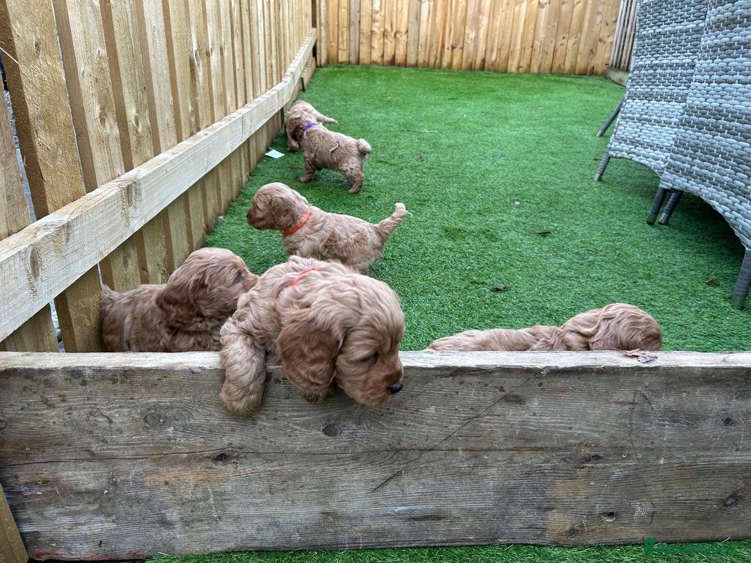 Cockapoo dogs for sale: F1 Miniature Cockapoo  - Advert 20