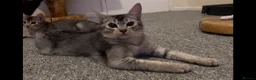 Abyssinian cats for sale: Really sweet temperament  - Advert 6