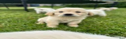 Goldador dogs for sale: GORGEOUS GOLDADOR’S - Advert 6