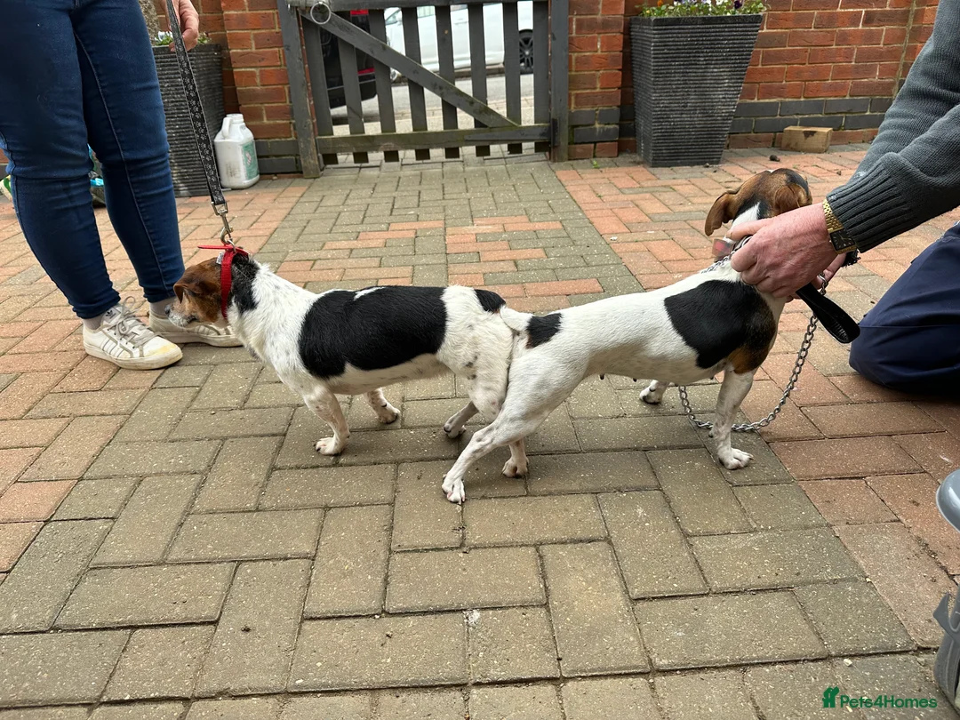 Jack Russell dogs for stud: 🌟Jack 🌟 in Kettering - Advert 3