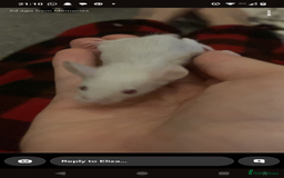 Mouse rodents for sale: Male mice for sale  - Image 2
