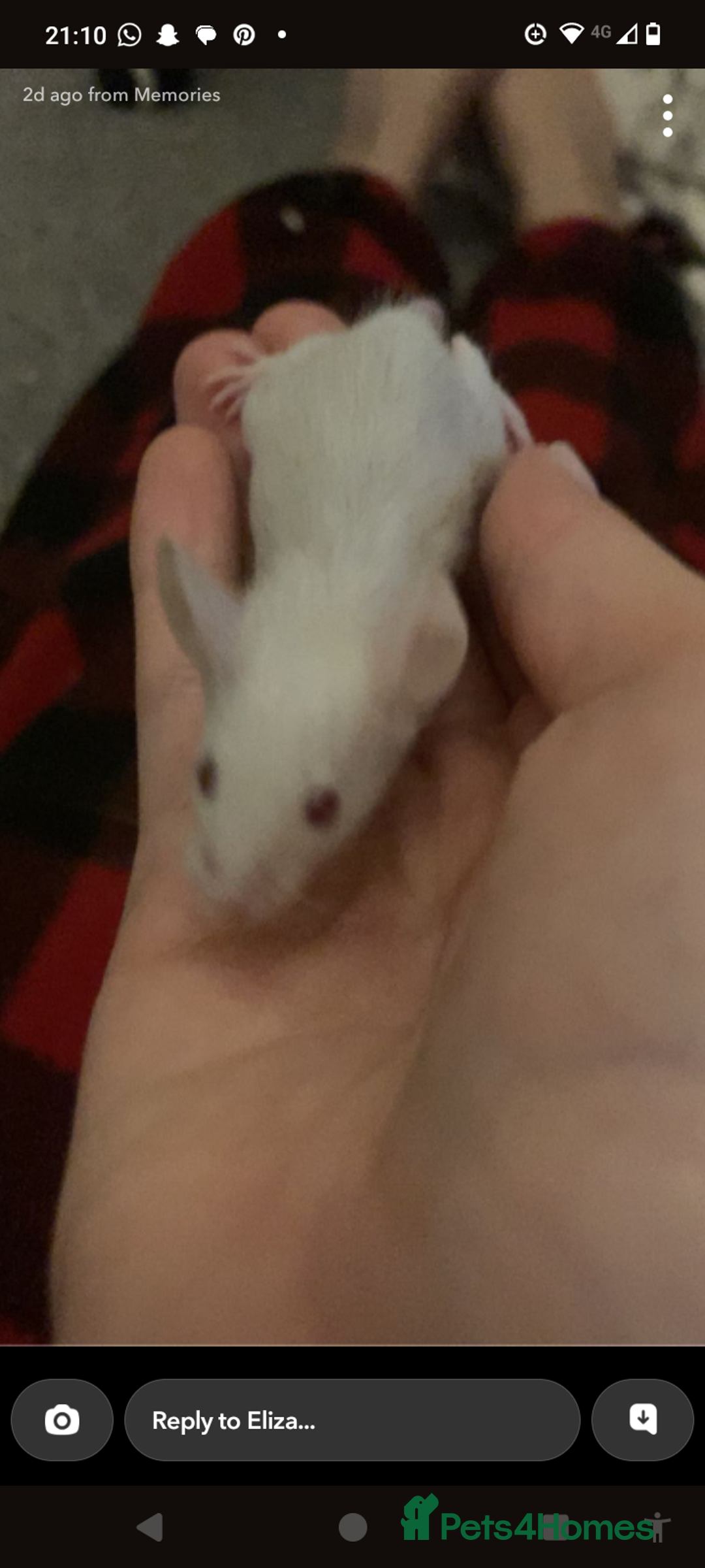 Mouse rodents for sale: Male mice for sale  - Image 2