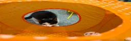 Mixed Breed cats for sale: Female kitten  - Advert 3