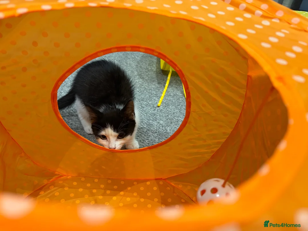 Mixed Breed cats for sale: Female kitten  - Advert 3
