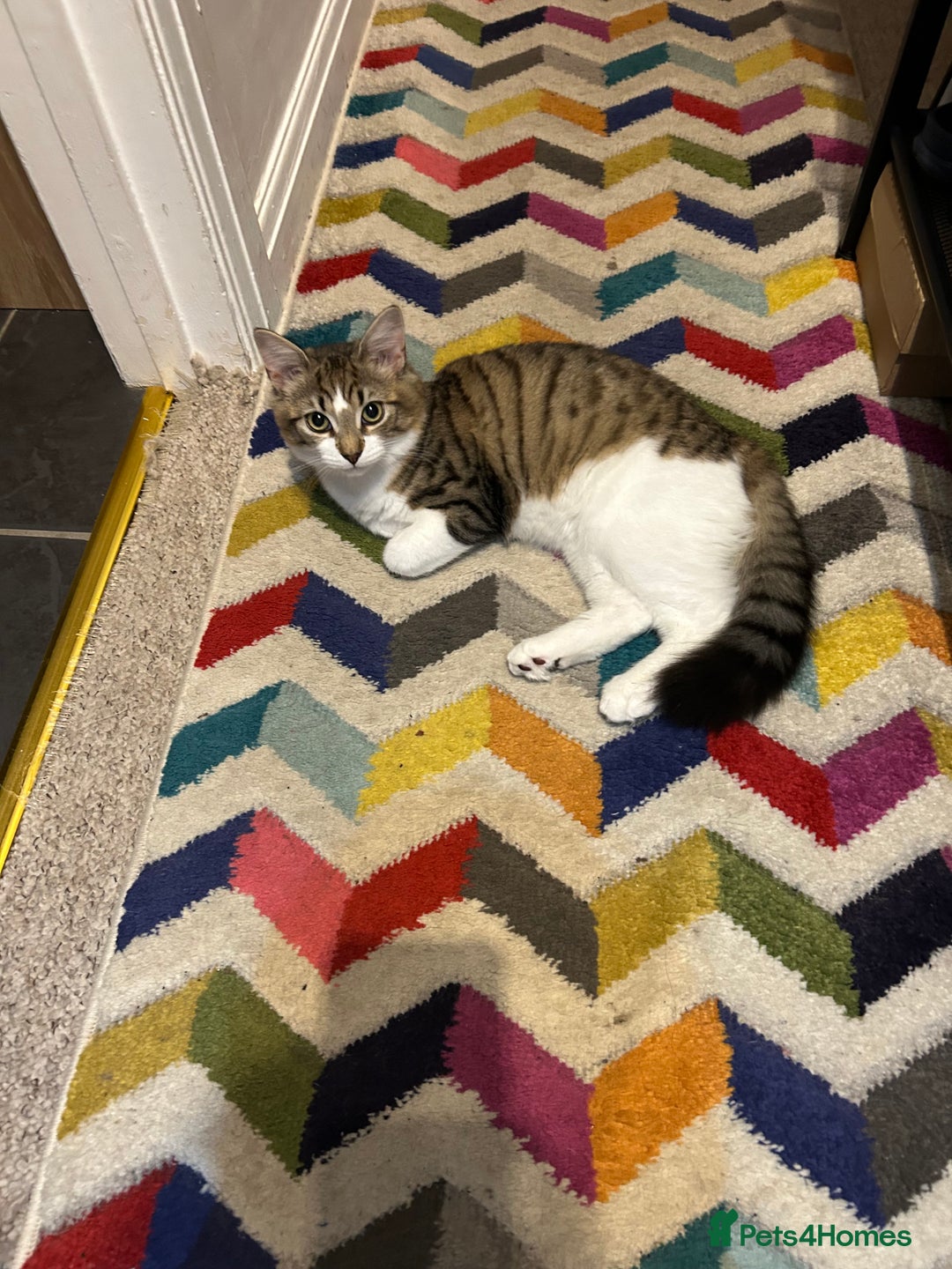 Mixed Breed cats for sale: Mixed Main coon and Tabby - Advert 5