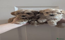 Maltipoo dogs for sale: Petite Maltipoos fully genetic health tested  - Image 13